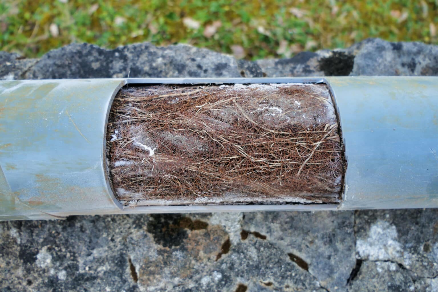 Root Intrusion Clogged in Pipes.