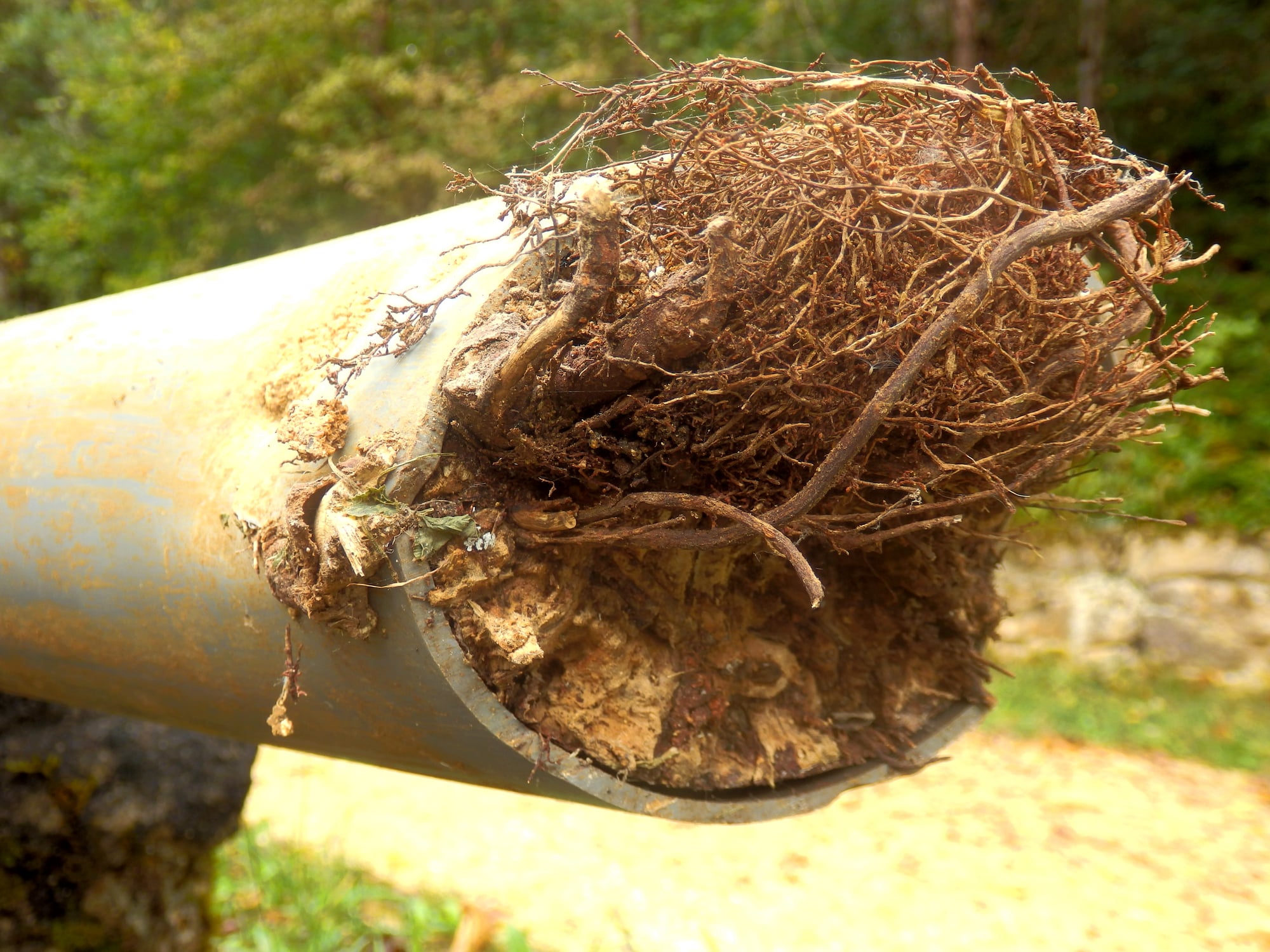 Root Intrusion in Sewer Line.